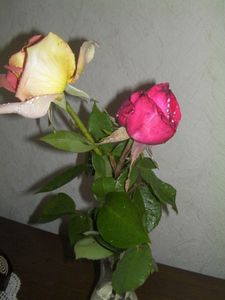 roses du jardin 004