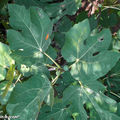 Figuier • Ficus carica • Famille des Moraceae