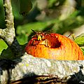 _IGP9463
