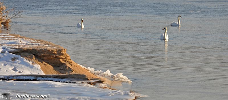 Loire-glace-cygnes