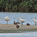 IMG_0052