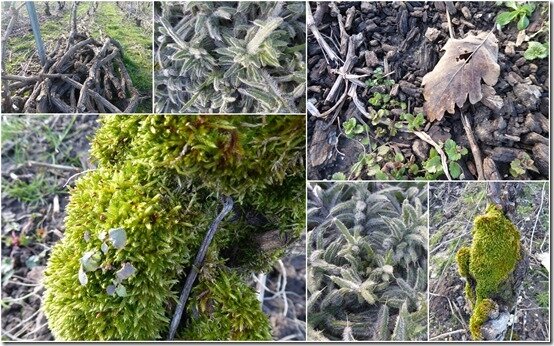 vignes 22 fevrier 20204