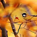 Automne ...toi qui es en 3 ème position !