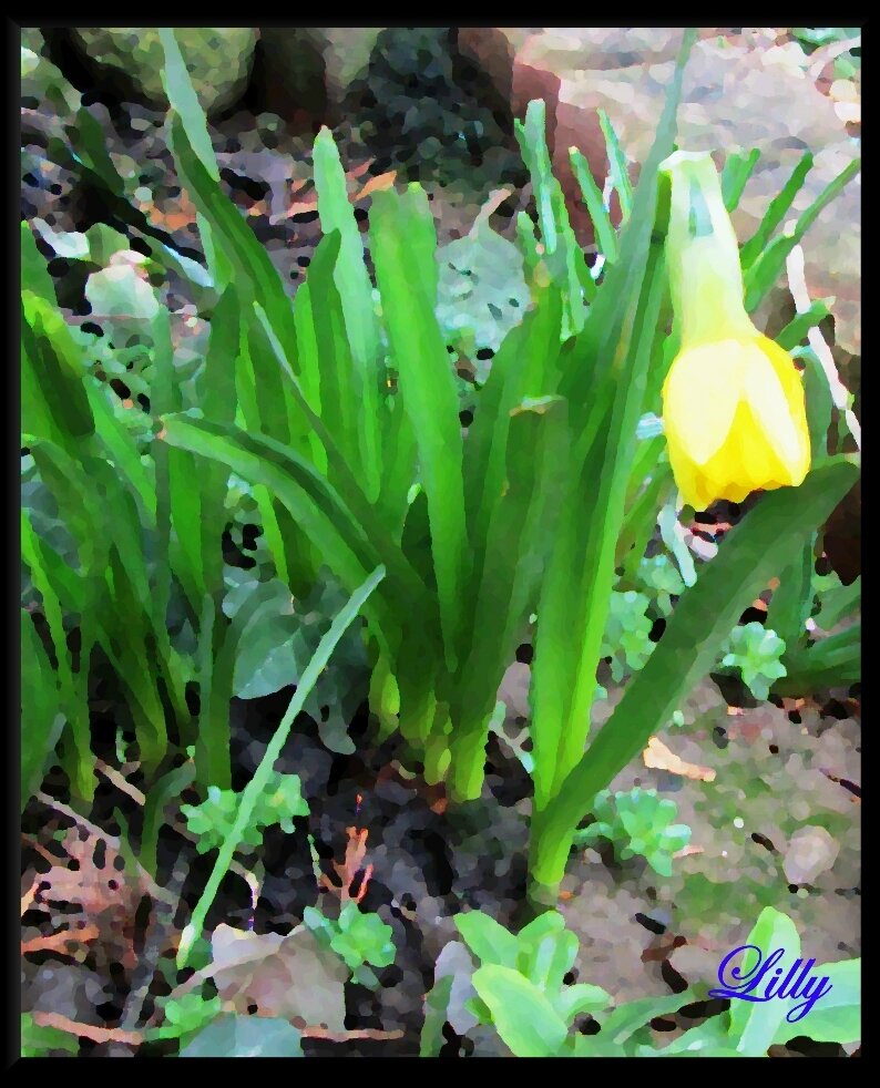 En ce moment au jardin : déjà, un petit air de printemps