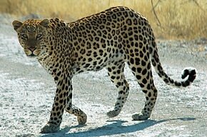 290px-Namibie_Etosha_Leopard_01edit
