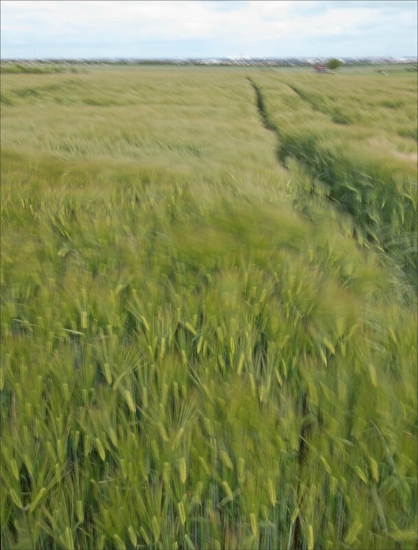 plaine blé vent 5 paysage 191516