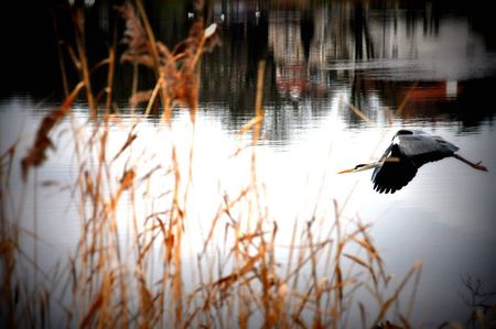 heron