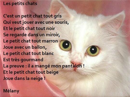 Un Poeme Du Net Le Paradis Des Chats