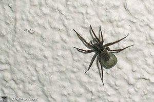 Lycose Pardosa amentata avec son sac d'œufs