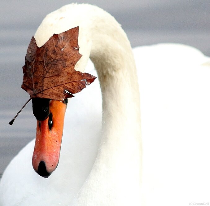 cygne