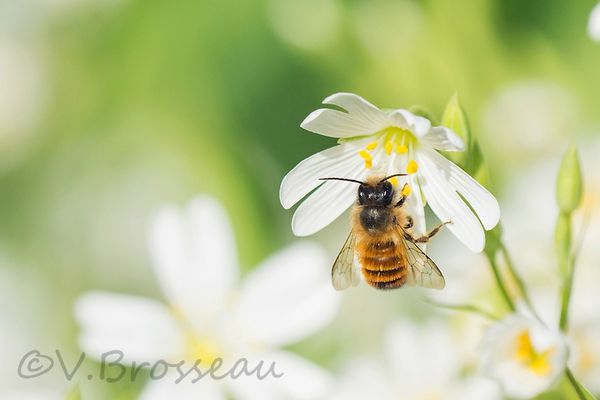abeille13-01