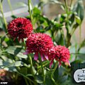Fête automnale des plantes de saint-jean de beauregard