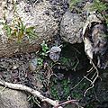 Morilles vulgaires sous racines de frêne...