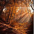 automne014