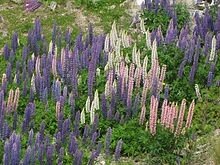 Lupins_sauvages