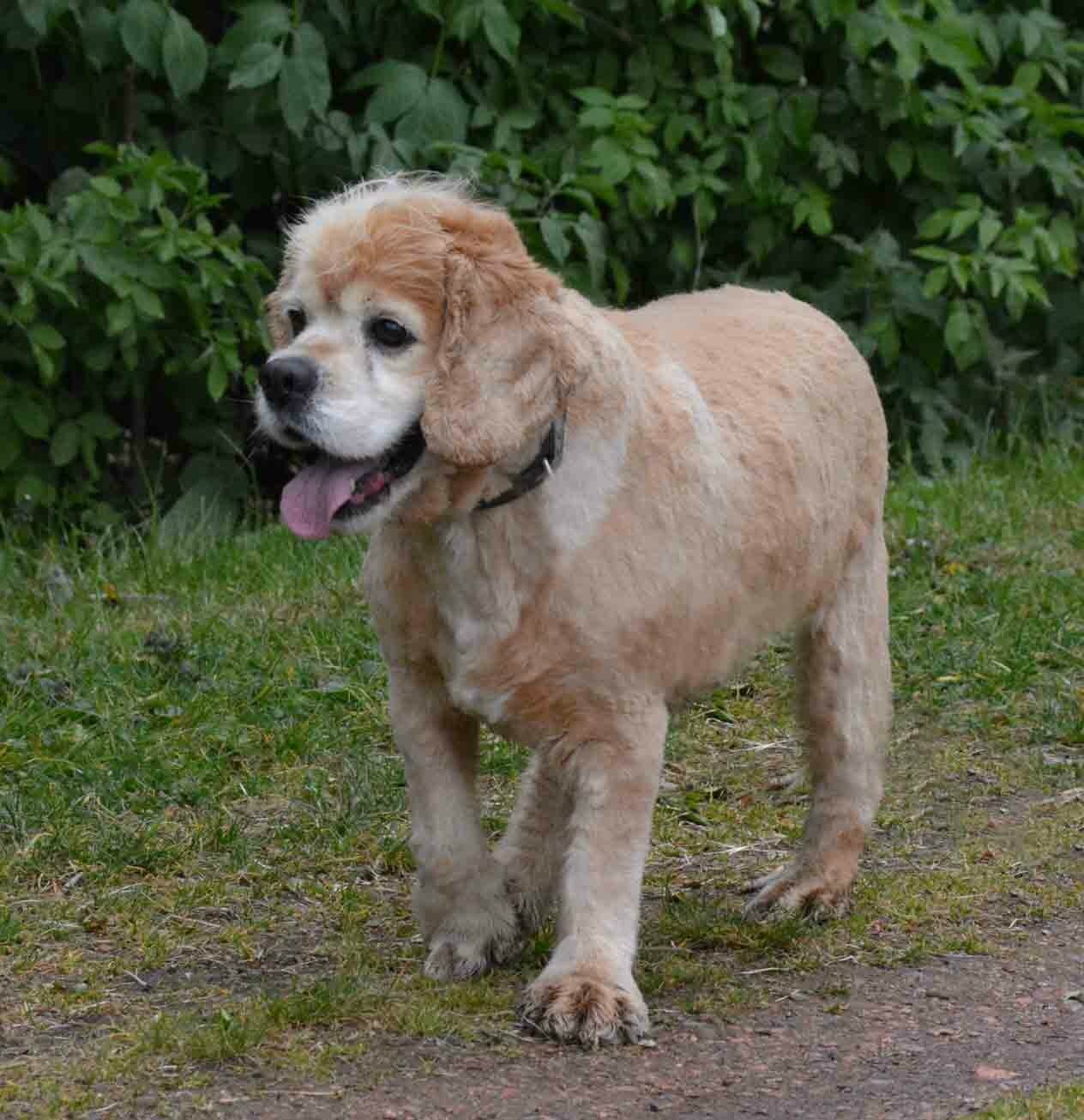 30 Millions D Amis Chiots Cockers à Adopter Chronique du 18 mai 2017 - Benji - Mémoires de Chiens