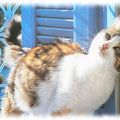 chats sous le soleil 8