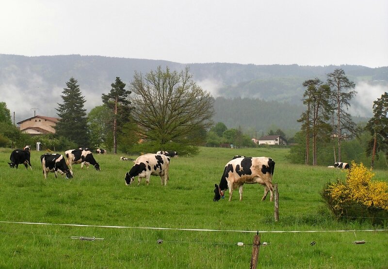 2017 05 18 Ferme de l'Ambertoise (102) - vaches ©Magali Kunstmann-Pelchat