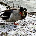 IMG_7445 - Copie