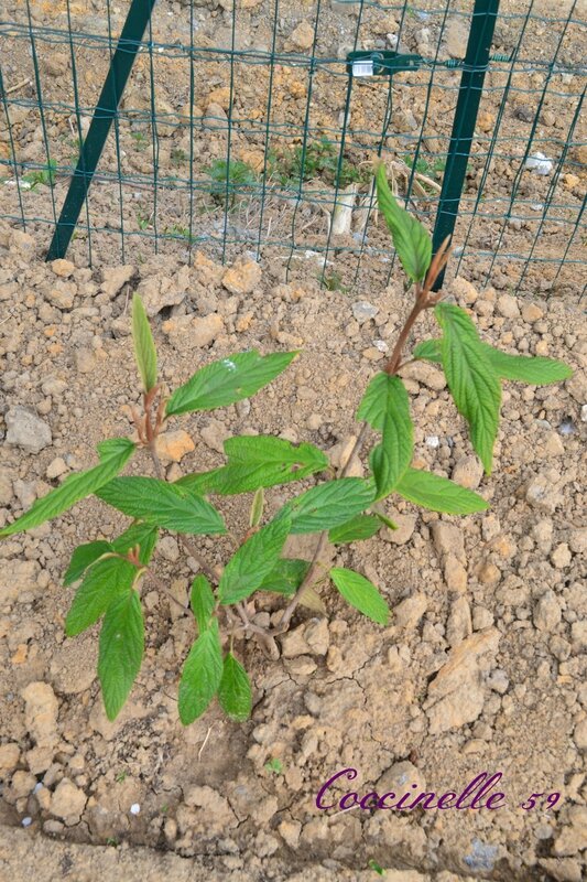 3 Viorne ridée