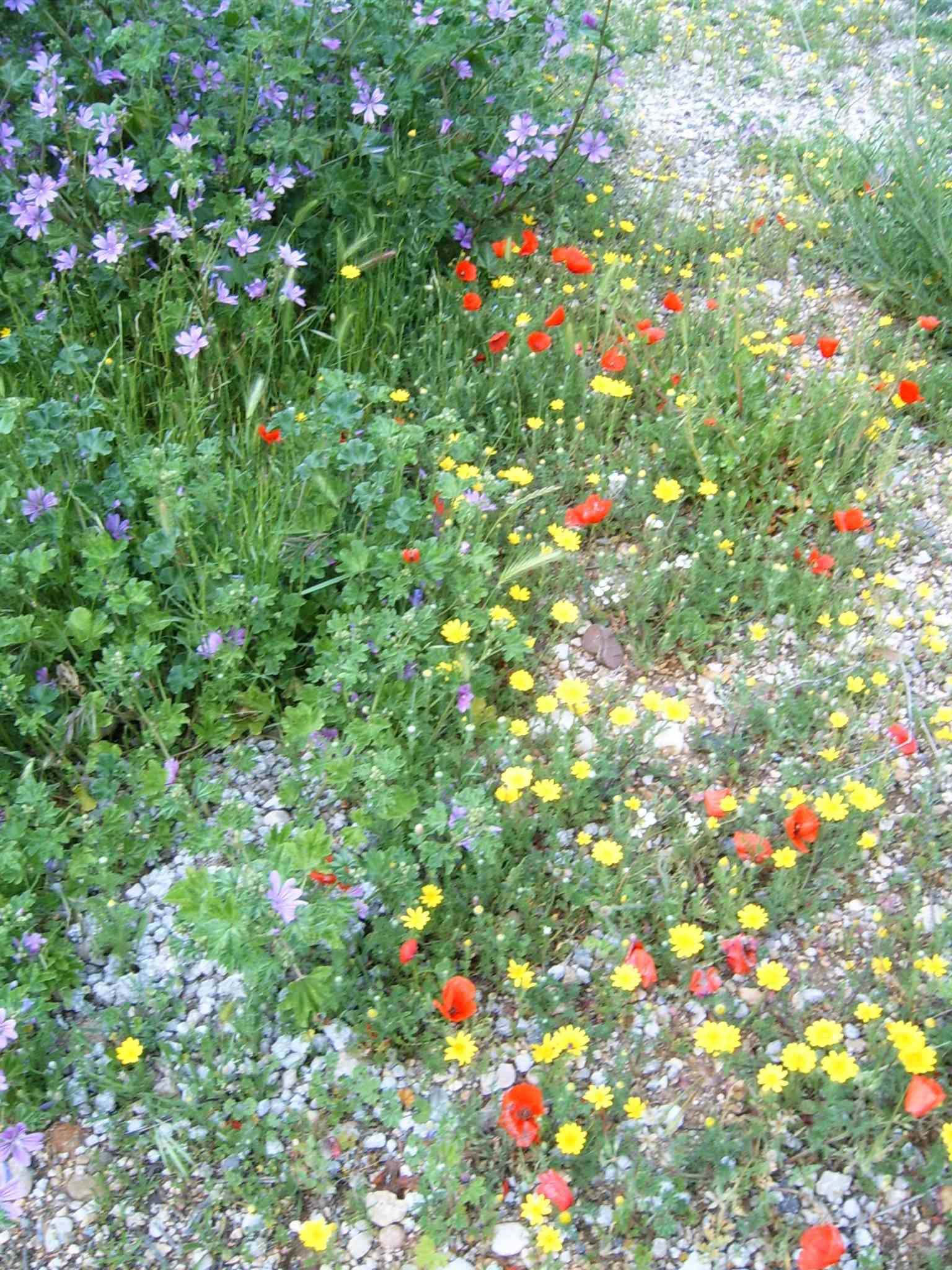 Fleurs multicolores sur sol caillouteux