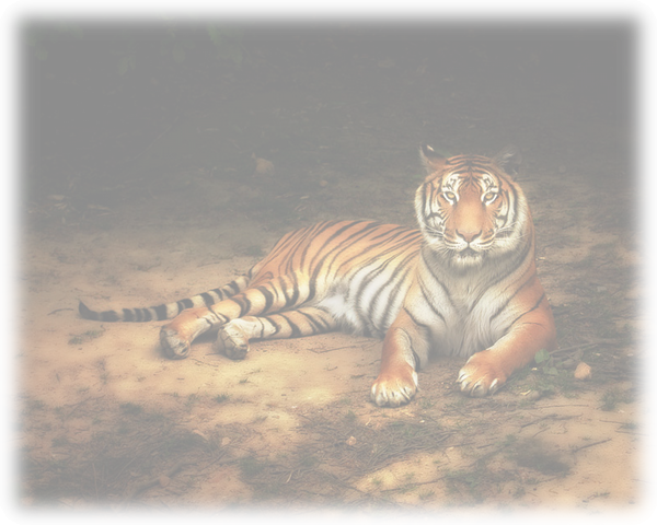 animaux 77