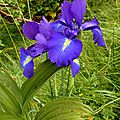 Iris des Pyrénées, Iris Pyrenaica...