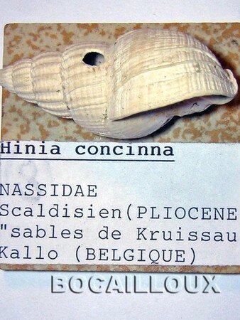 HINIA_Concinna__Belgique