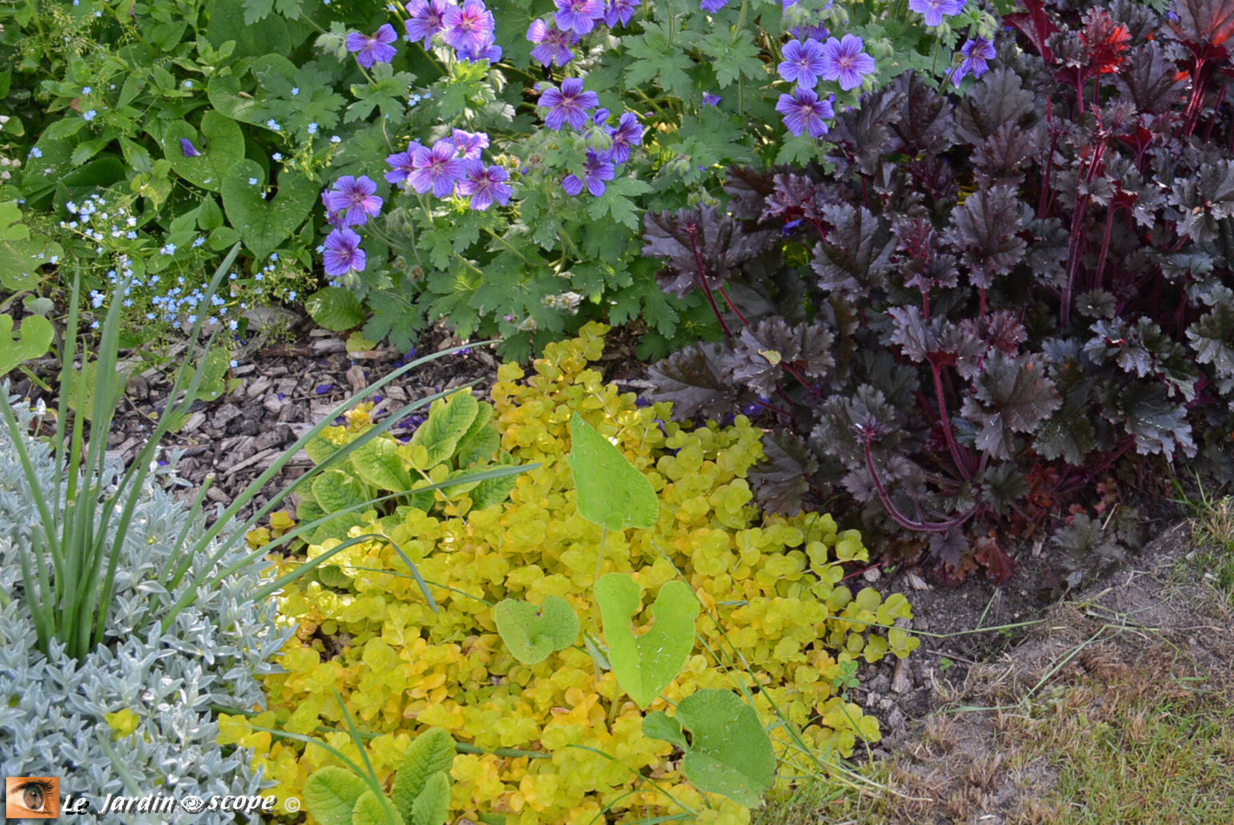 Les plantes du désert Kyzyl koum - bluesy