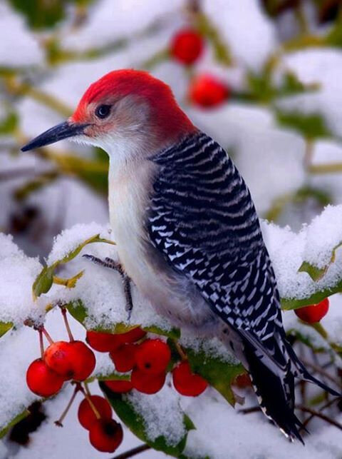 oiseau-dans-la-neige