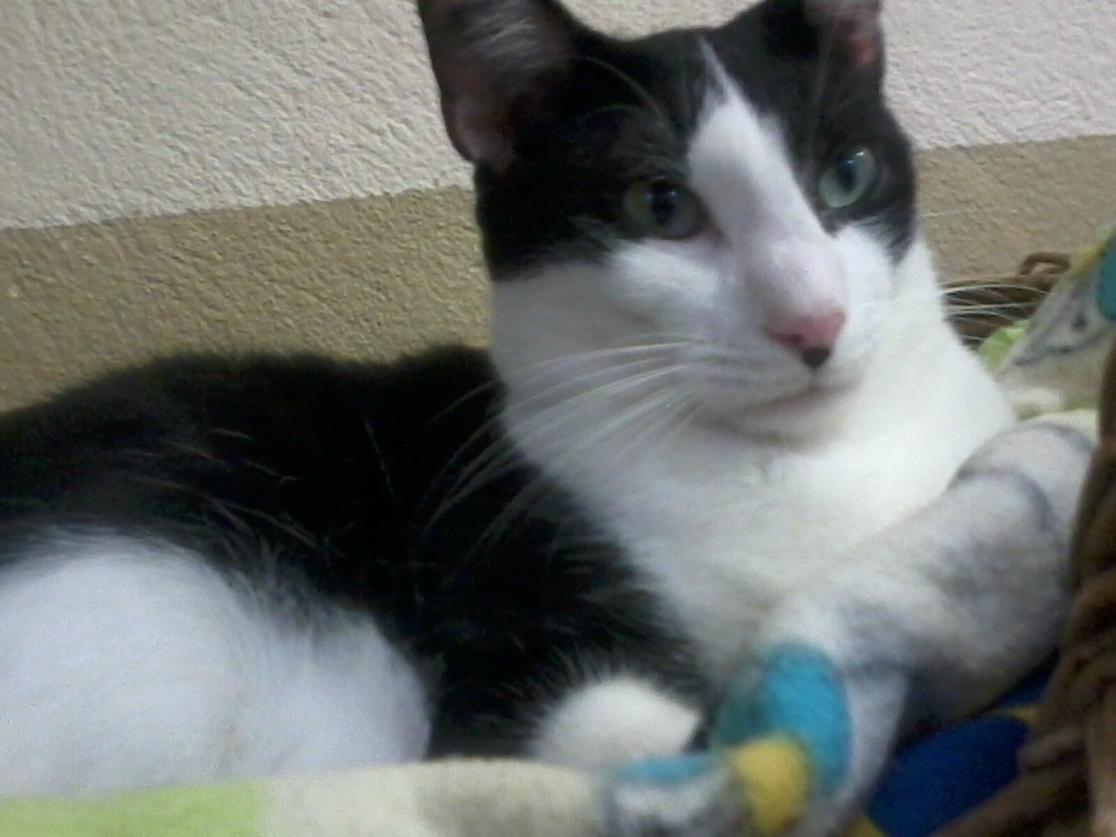Chat lycos