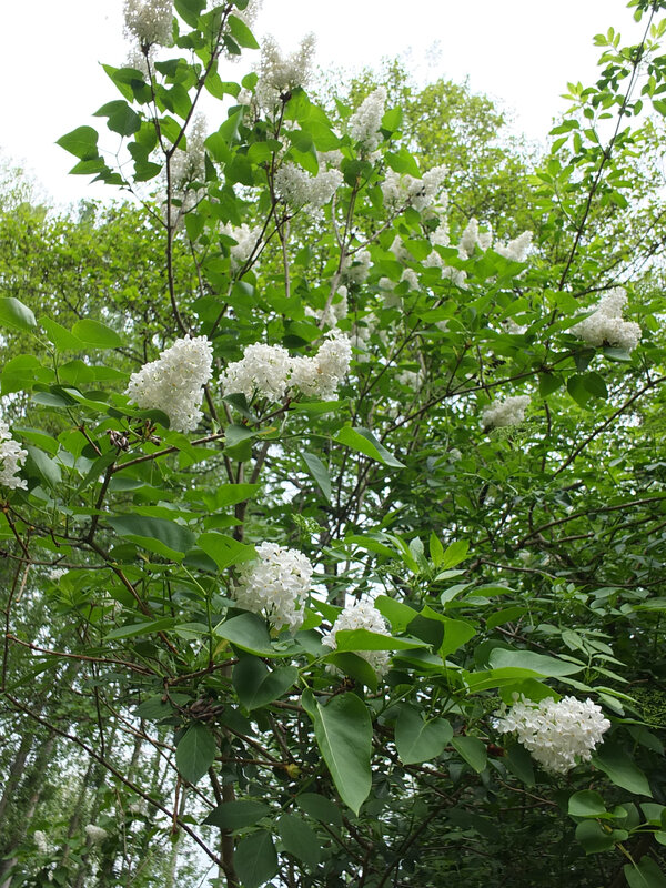 DSCF4621