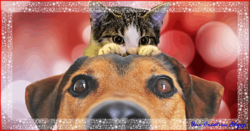 Coucou Chien chatM
