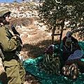 La récolte annuelle des olives va de pair avec la violence des colons