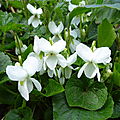 violette blanche