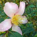 Camellia Sasanqua 'Splendour'