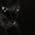Le chat noir de maryline