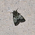 Polyphaenis sericata, la noctuelle du camérisier