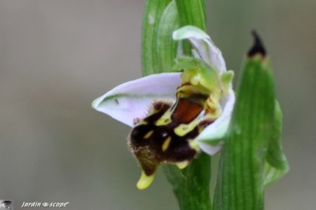 Orchidée abeille • Ophrys apifera