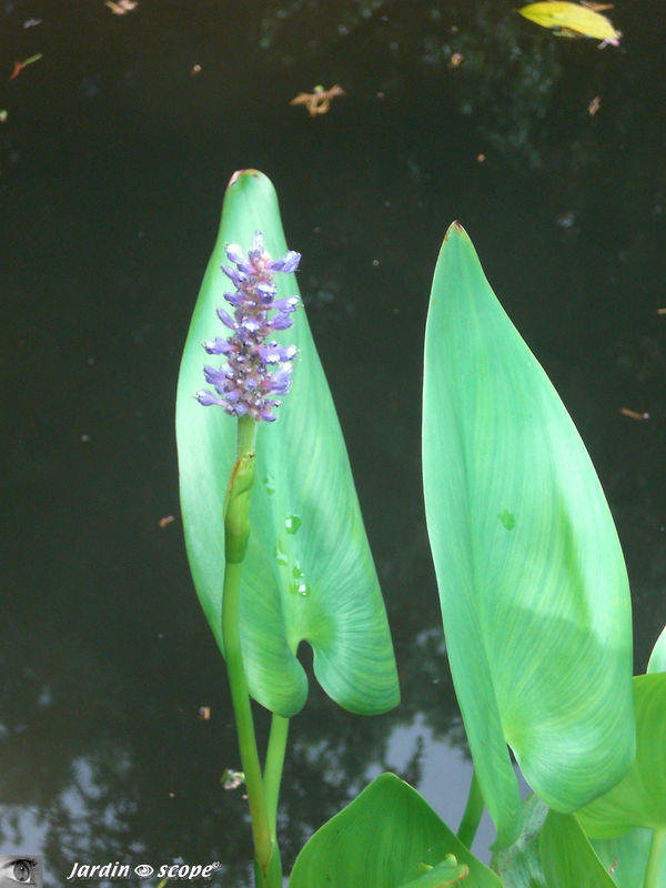 Plante amphibie prisée pour les piscines naturelles... - Le JardinOscope,  toute la flore et la faune de nos parcs et jardins