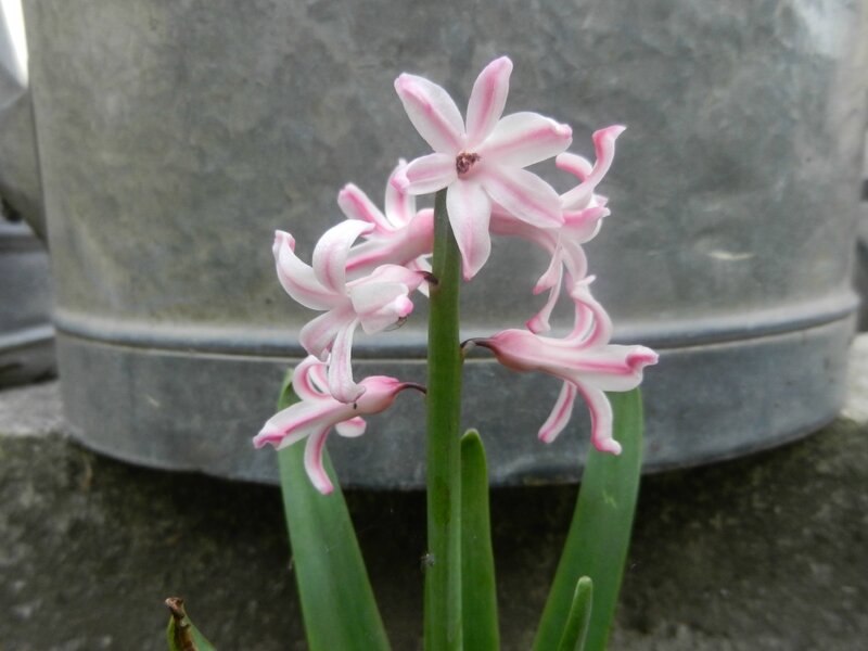 DSCN5171