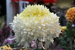 Salon-Régional-du-Chrysanthème-12