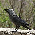 Corvus Maneduda