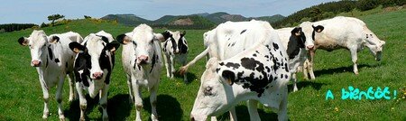 vaches