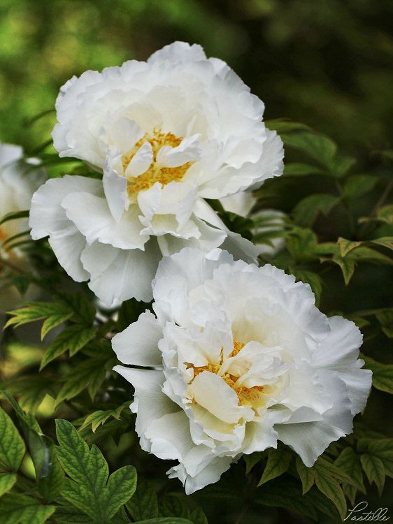 Pivoines blanches r_13 14 05_2641