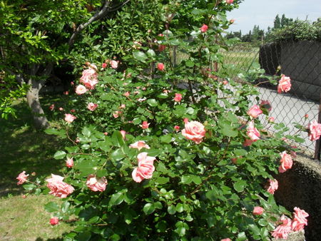 rosier_Redimensionn_