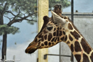 Girafe