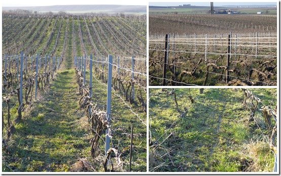 vignes 7 février 20223