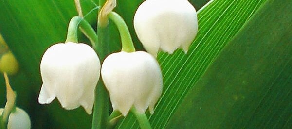 Muguet