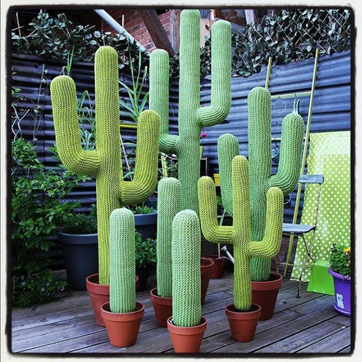 cactus geants simples et triples